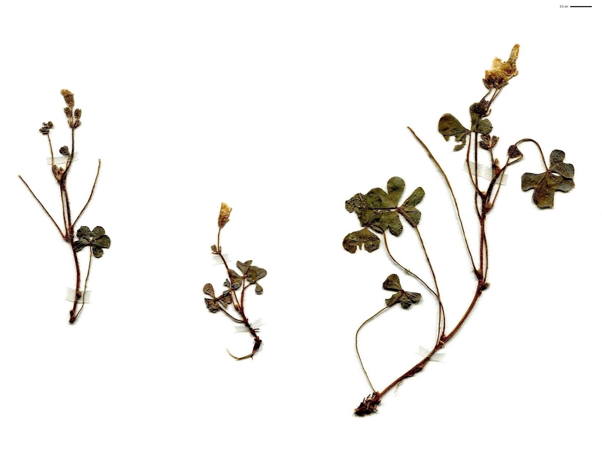 Oxalis corniculata var. repens (Oxalidaceae)